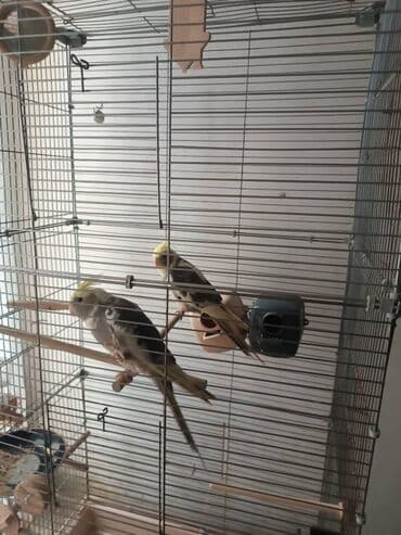 5 ədəd korella 2si 6 ayliqdi 3-ü 3 ayliqdi saqlam quslardi zoo maqazin — 3