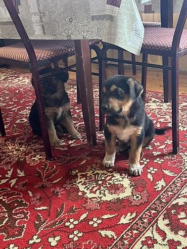 şirin it sekilleri: Alman çoban iti, 2 ay, Peyvəndli — 2