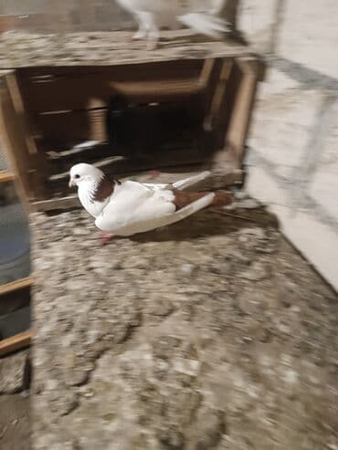 Göyərçinlər: Göyərçinlər