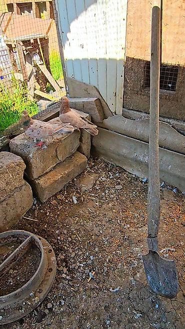 Məhsul: Ev göyərçinləri (cüt) Təsvir: - Şəkillərdə görünən iki ədəd