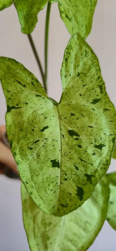 stranger things figur: Syngonium green frickles — 4