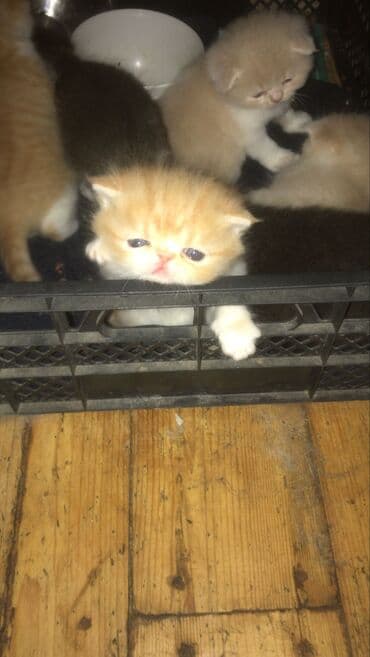 Quşlar: Fars, Erkək, Dişi — 6