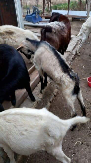 Qazlar: Erkək, Alpine, il: 1, 28 kq, Damazlıq, Ödənişli çatdırılma — 2