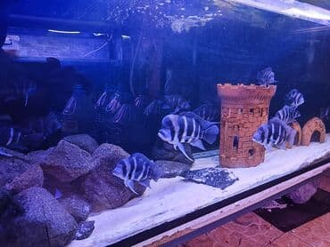 gence dovsan: Cixlid balığı, Sülhsevər — 8