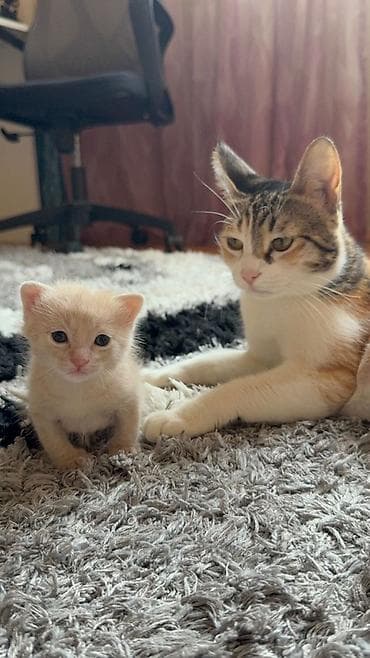 sinsila pisik: Pulsuz çatdırılma — 6