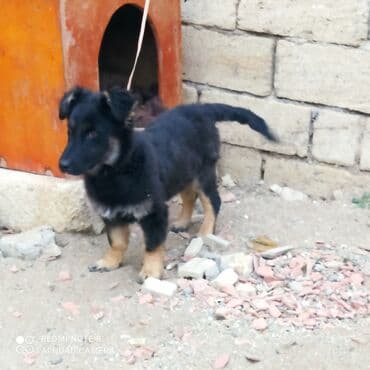 it almaq isteyirem: 11 ay, Erkek, Ödənişli çatdırılma — 2