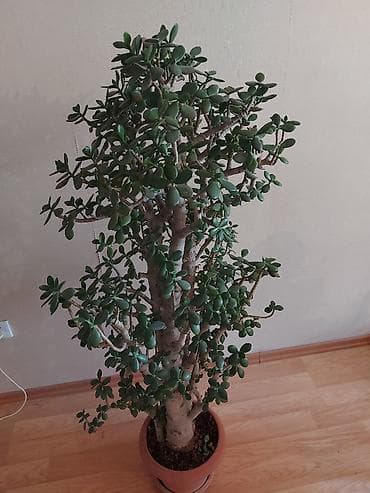 Pul ağacı (Krassula) Möhtəşəm şaquli formaya malik yetişkin Pul ağacı