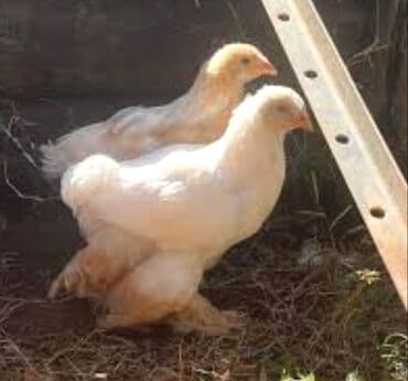 etlik inek cinsleri: Toyuq cücələri, Ətlik — 2