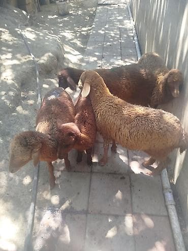 Məhsul: Qoyunlar (kiçik sürü) 8 quzudu 5 dişi 3 erkek biri 175 le cuzi