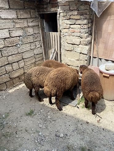 xaski it sekilleri: Quzular– qəhvəyi rəngli, quyruqlu yerli cins - Say: 4 baş (şəkillərdə — 3