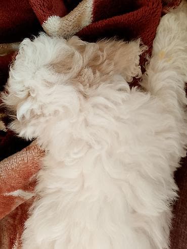 it satisi ucuz: Pudel, 2 ay, Erkek, Ödənişli çatdırılma — 2