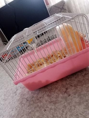 hind guşu: Qəfəsi ilə birlikdə 30 manat Məhsul: Hamster (ağ tüklü, qara — 2