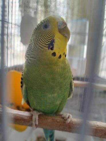 Digər quşlar: Növ: Dalğalı tutuquşu Rəng: Yaşıl bədən, sarı baş, qara-naqişli kürək — 5