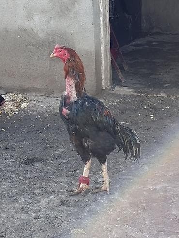 Xoruz, Brazil, il: 2, Ödənişli çatdırılma