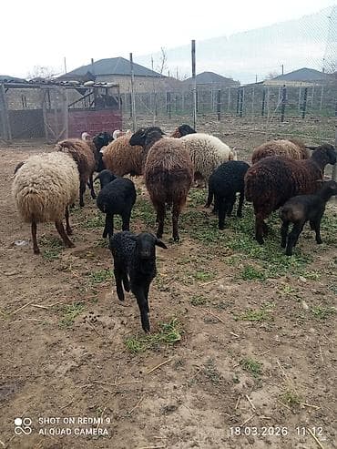 it yem: 5 can birinci ikinci qarına olan quzulu və iki yaş yarımlıq qoç — 4