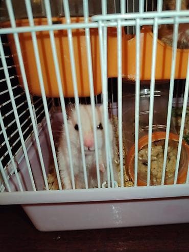 ev sıçanı: SATİLİR.5 balasi var qefes ustunde — 1