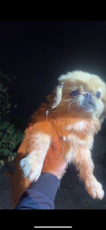 pitbull tap az: Пекинес — 1