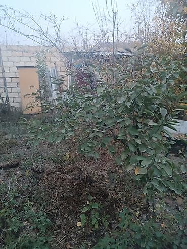 20 ci sahede satilan evler 2025: 8 otaq, 90 kv. m, Orta təmir — 10