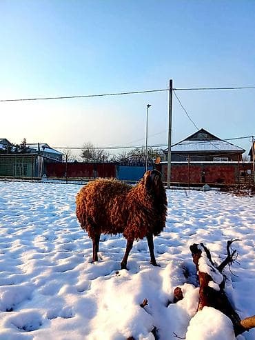 cins atlar: Boş bekar adamlar narahat etməsin — 2