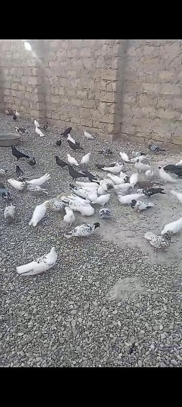 goyercinler: Satılır 80 edəddi 1debedi 4man son qiymətdir.terqitmedi — 2