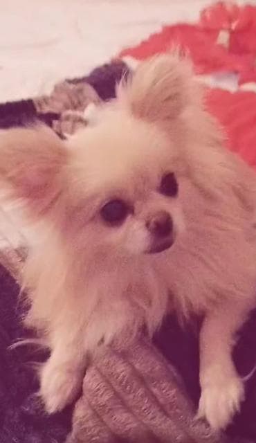 İtlər: Şpitz — 2