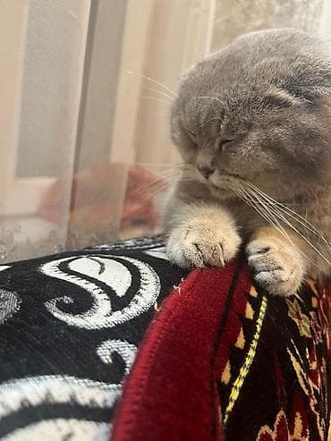 anqora pişik: Şotland — 2