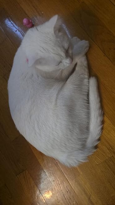 cins pişik satışı: Yaxşı əllərə — 4