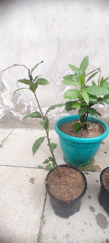ciledagi bitkisi: Dəfnə ağacı (Laurus nobilis) – ətirli, keyfiyyətli və məhsuldar sort — 6