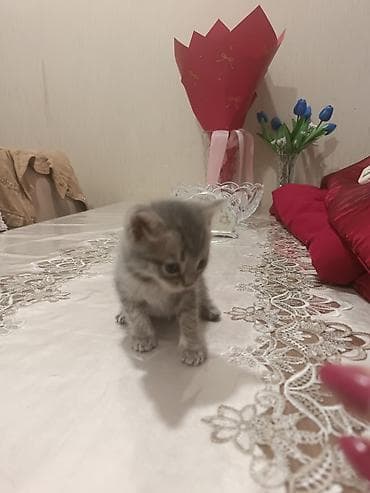 shotland pisik: Boz rəngli balaca pişik balaları - Növ: Ev pişiyi (qısa tüklü — 9