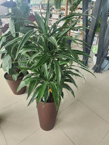 dibcek gulleri qiymeti: Bitgi və dibçəklər — 7