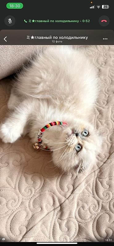 golden pişik: Britan — 5