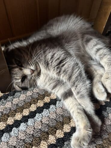 van pisiyi qiymeti: Yaxşı əllərə — 2