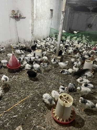 cins ineklerin satisi: Toyuq, Broyler, Ətlik — 1