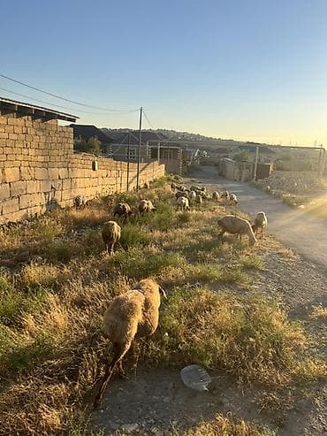 heyvan yemi: Dişi, il: 1, Damazlıq — 2