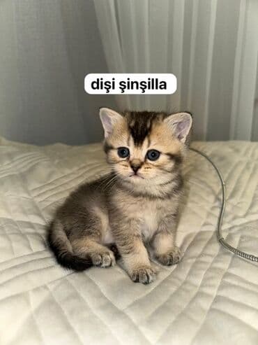 meymun balalari: Şinşilla, Dişi — 1