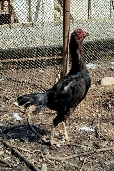 Salam Heyratı beçə 80 Heyratı sarıfete Fotoşəkillər Samsung Galaxy A7 — 12