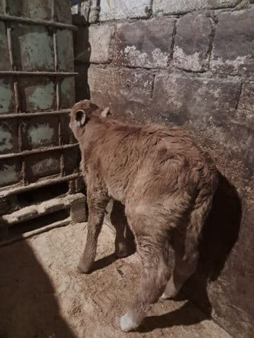 Akvariumlar: Dana, buzov, Erkək, Simental, ay: 5, Damazlıq — 6