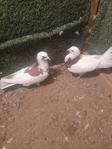 goyərcin satılır: Məhsul: Ev göyərçinləri tecili satilir 6 cutdu bir tek baldir istoyen — 8