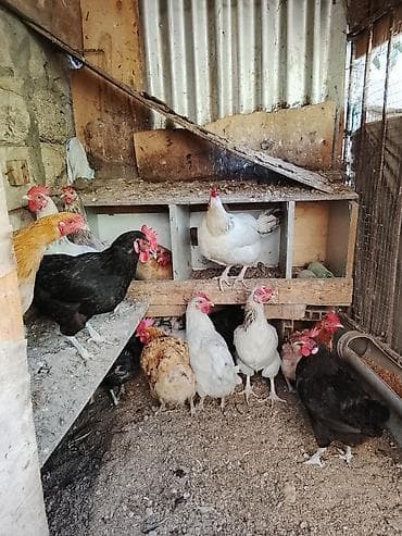 at satanlar: Toyuqlar 12 AZN-dən satılır .real alıcıya endirim var 15 dənədir — 1