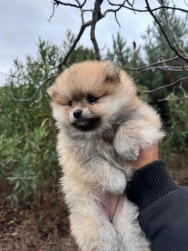 chow chow qiymetleri: Şpitz, 2 ay, Dişi — 4