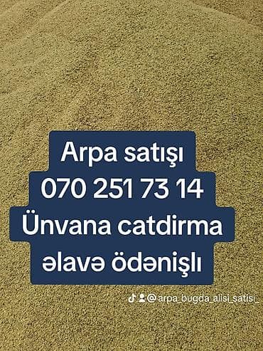 Arpa topdan satış - Yemlik arpa - Minimum sifariş miqdarı: 25 ton -