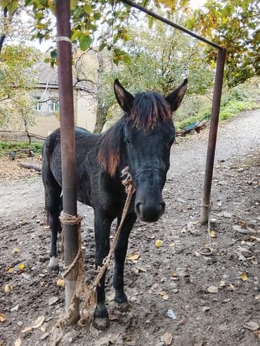 i̇t balası: Salam xam day 2 yaşı var yorğa atın balasıdır. Xüsusiyyətlər: - — 5