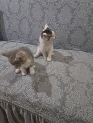 britain pişiyi: Bala pişiklər satlır ikisi 40 M anat — 2