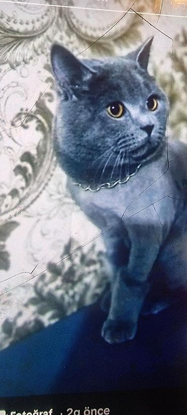 pisik adlari: Ev pişiyi – müxtəlif rənglərdə - Rənglər: tünd boz (mavi tonlu), ağ — 1