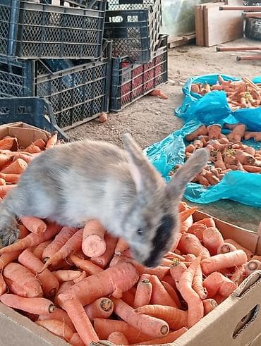 heyvan sahiblənmə: Ev dovşanı balaları – uzunqulaqlı, tüklü minilop tipli (aşağı sallanan — 6