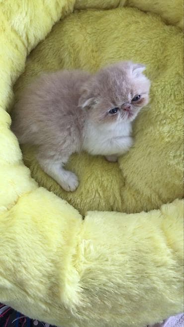 bala keçi: Yumşaq tüklü balaca pişiklər – ev heyvanı axtaranlar üçün ideal seçim! — 10