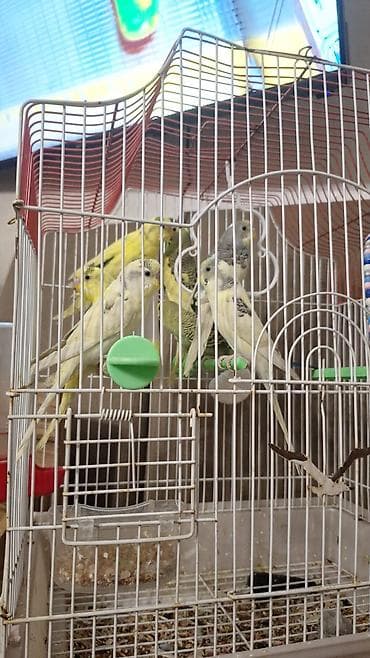 ev it: Seçmə rənglərdə dalmatin və klassik naxışlı seyrək dalğalı (büdcərqar) — 6