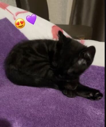 pişik latok: Erkək, Yaxşı əllərə — 2