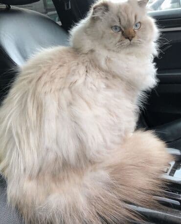 сколько стоит британский котёнок: Британская — 6