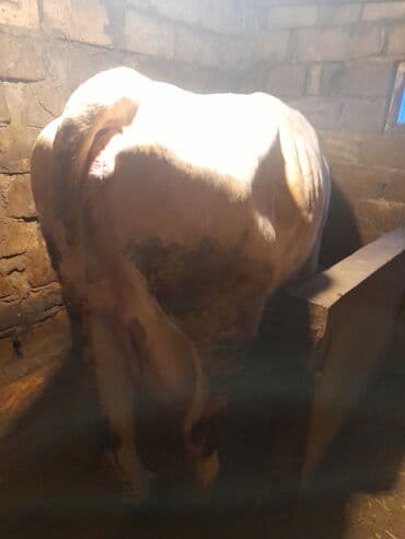 yerli cins inekler: 22 litir sùd verir.Oz qapimin heyvanidir.2 aydir bala verib .4-cù — 4